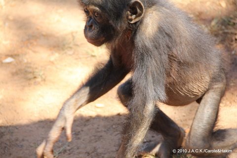 bonobo in Lubumbashi