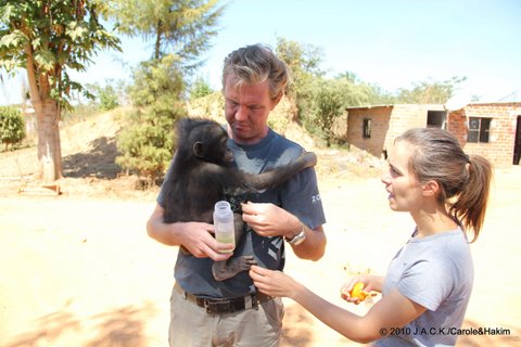 Franck & Carole feeding the young bonobo