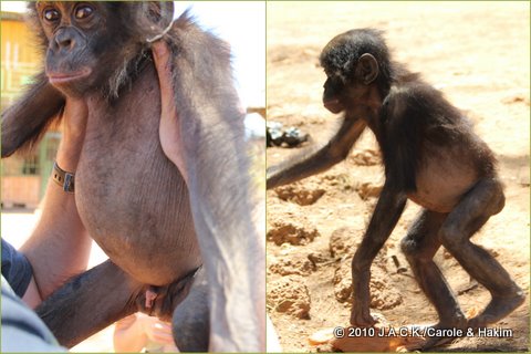 thin bonobo thin with big belly and hardly no fur