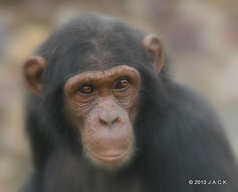 Mwisho, the oldest male of our main group