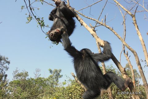 Elia (top) playing with Kimo