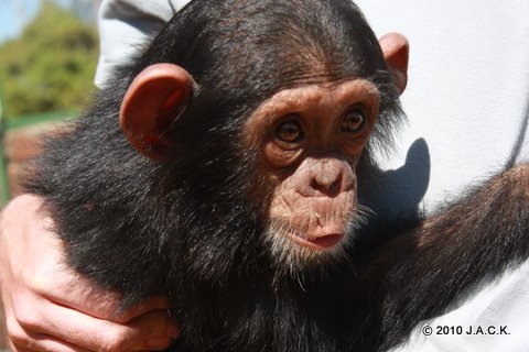 VIDA, 33rd chimpanzee handed over to J.A.C.K.