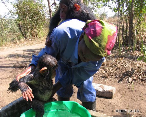 July 2007 - Maman Angéline bathing Zamba with Doguy on her back