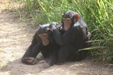 Doguy (left) with Zamba