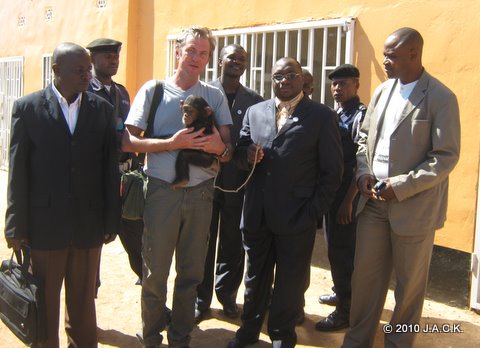 Katanga Provincial Minister of Environment (right of Franck) handing over new confiscated chimp to J.A.C.K.