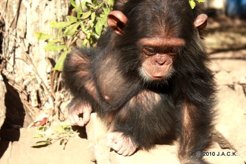 VIDA baby chimpanzee 