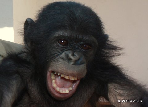 Chibo the bonobo 