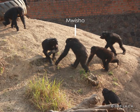 Mwisho attacking Shasa, the dominant female