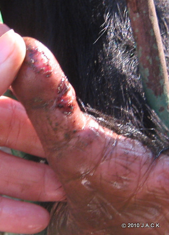 Zamba's wound 4 days later