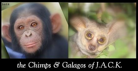 chimps & galagos of JACK