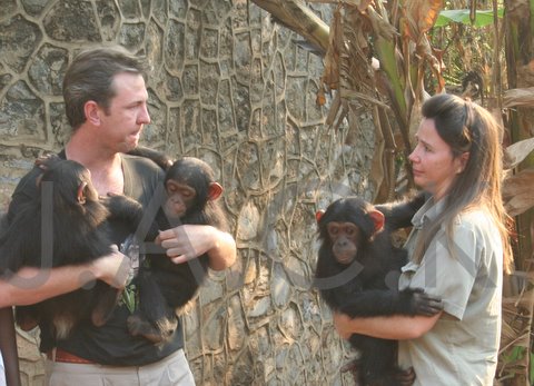 September 2006 - JAK gone, TOUZO between life & death, 3 baby chimps surviving