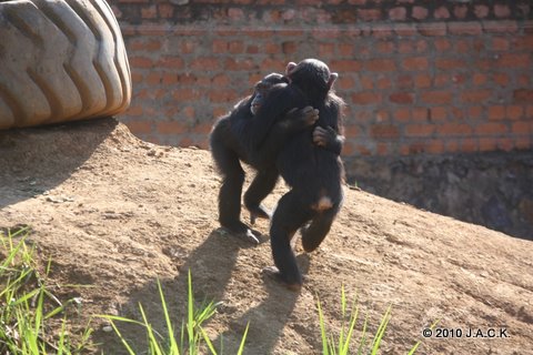 Doguy (left) in Zamba's arms