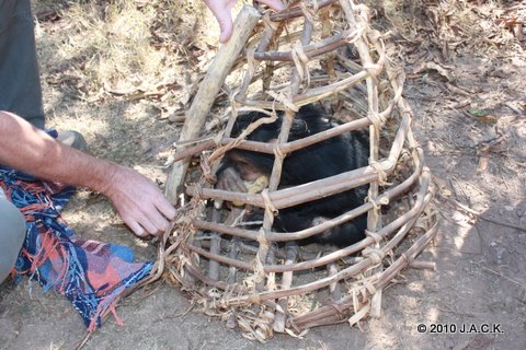 Vida stranded in a wooden cage