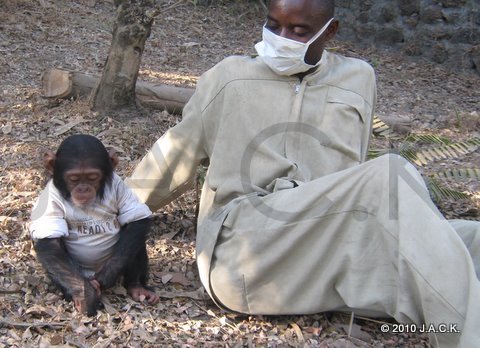 we hate to dress up chimpanzees, but because of the chilly mornings, we have no choice...