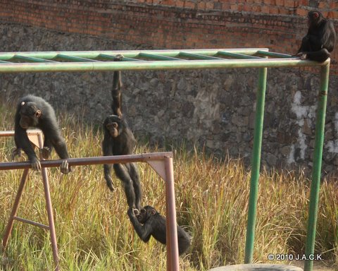 Zamba observing Wimbi (left), Kina (hanging) & Jac  playing