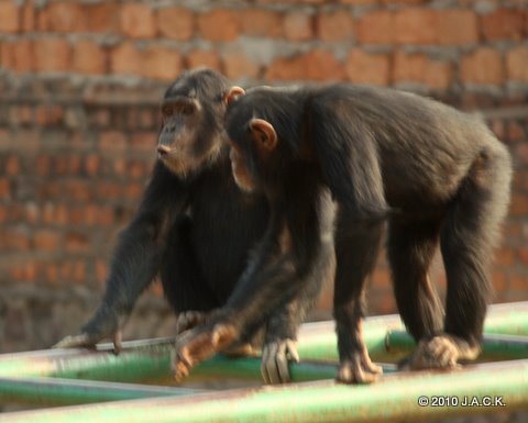 Wimbi (left) came to fetch Zamba