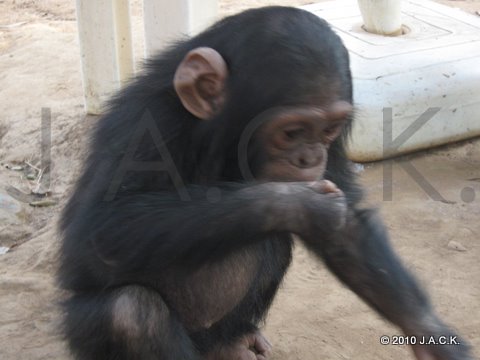 Vida eating in a normal chimp way