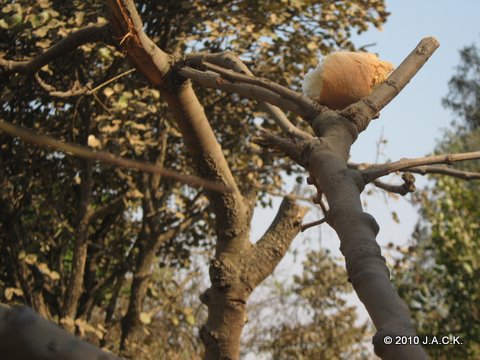 hiding bread in the trees