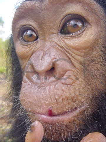 JAK JAK eating grapes