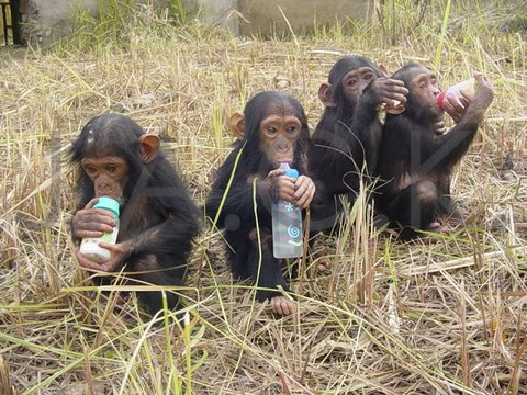 Bachi (left), JAK, Chita and TOUZO (right)