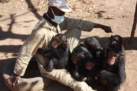 chimps waiting to hug Vida who wished to stay a bit longer in Papa Augustin's arms