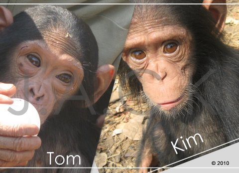 0ctober 2010 - 35 baby chimpanzees at J.A.C.K. victims of bushmeat & pet trade