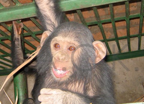 Vida today - getting the "ghost" make-up unlike her friends because of the dusty dry season...