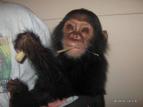 Ekolo, 36th orphan chimp at J.A.C.K 