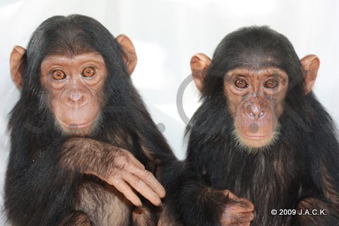 December 12th, 2009 - Pundu (left) & Bapu