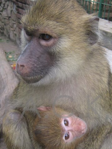 baby baboon with surrogate mum