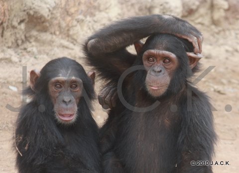 Bapu (left) & Kimo