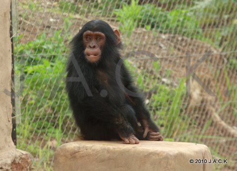 Pundu keeping an eye on the group