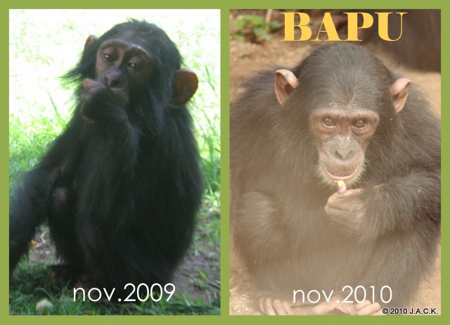 Bapu Bapu : the 1st day she arrived in November 2009 and 3 days ago