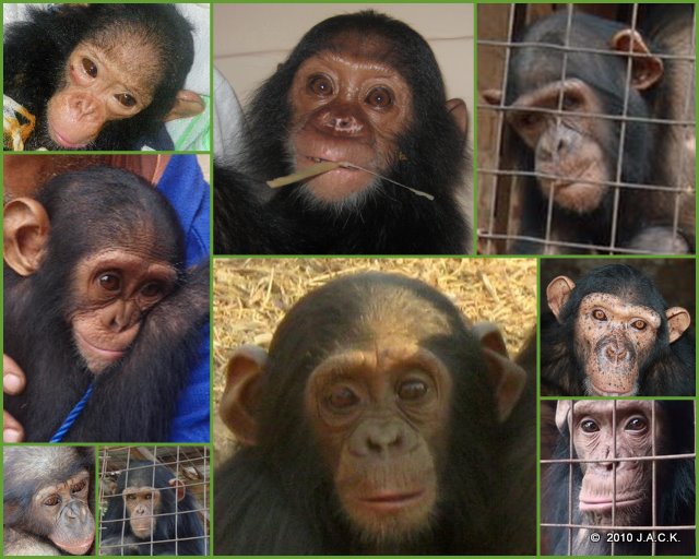 9 rescued apes in 2010