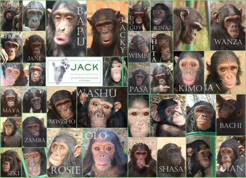 37 chimpanzees at J.A.C.K. J.A.C.K. = 37 chimpanzees