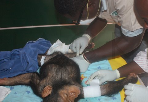 Vets Jean Claude & Francis helped us a lot in the daily cleaning of the wounds