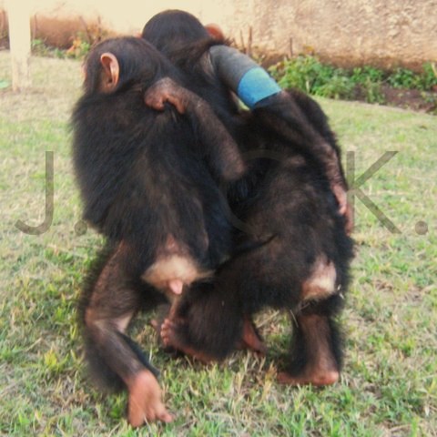 Nalia (left), Tommy (bandage) and Ekolo (right)