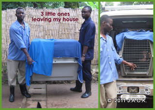 Papa Augustin & Serge moving the little ones