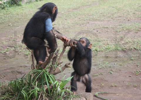 Tommy playing with Ekolo