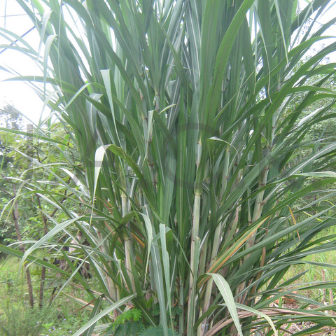 sugar cane 