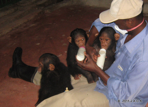 1st milk in a new place: Ekolo refused his milk bottle first but drank 2 of them later on