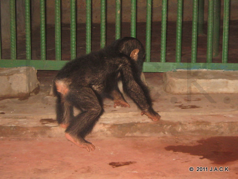 Ekolo discovering his new environment: he was not used to walk on a concrete floor...