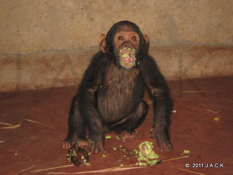 Maman Angeline had prepared a special treat for Ekolo: A V O C A D O S !!!!