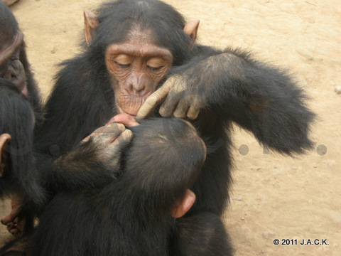 Pasa grooming Nalia