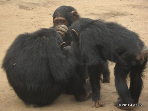 Ekolo hidden by the girls (Africa, Rosie & Dian)