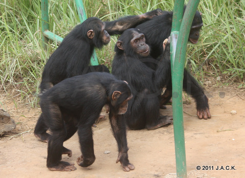 Joma (front left), Tika keeping his arm on Kala's back and female Kina (right)