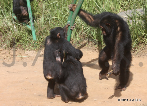 Mwisho showing Kala & Tika that he's the "boss"!