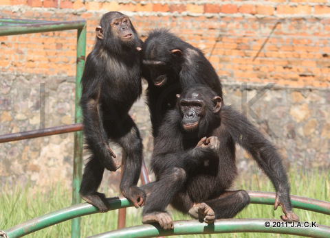 Tika (left) staying close to Kala (right)