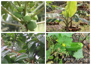 JACK tries to grow its own fruit & veggies at the sanctuary