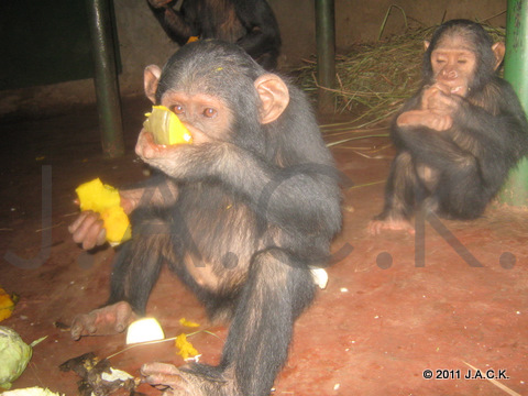 Vida & Pundu: too hungry after sedation and recovery...